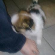 Papillon laika