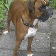 Boxer Kenzo, Keni´s Hummer