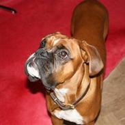 Boxer Kenzo, Keni´s Hummer