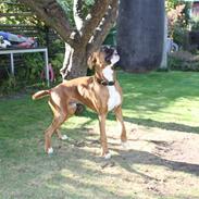 Boxer Kenzo, Keni´s Hummer