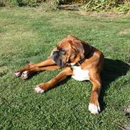 Boxer Kenzo, Keni´s Hummer