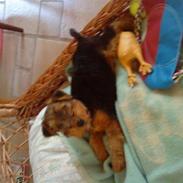 Welsh terrier mausi van nerzyhoyc-molly