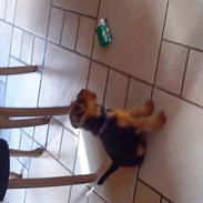 Welsh terrier mausi van nerzyhoyc-molly