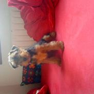 Welsh terrier mausi van nerzyhoyc-molly