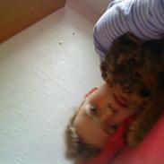 Welsh terrier mausi van nerzyhoyc-molly