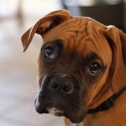 Boxer Tyson
