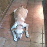 Labrador retriever Molly