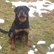 Rottweiler Bjørn Junior