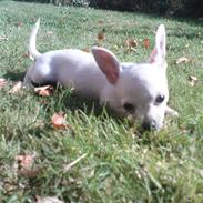 Chihuahua Fie