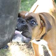 Boxer Kenzo, Keni´s Hummer