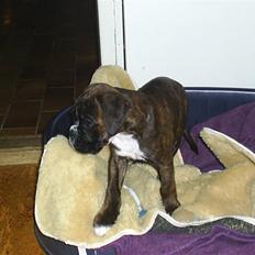 Boxer Faiby´s Laika
