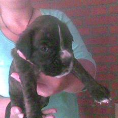 Boxer Faiby´s Laika