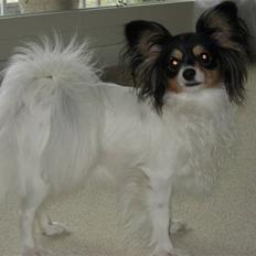 Papillon Spotty