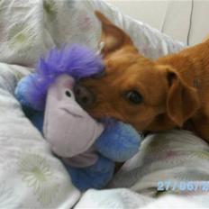 Prazsky krysarik Bumle