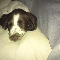 Field Trial spaniel Duchess