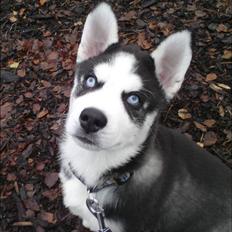 Siberian husky snowhuskyziemabor Lucan