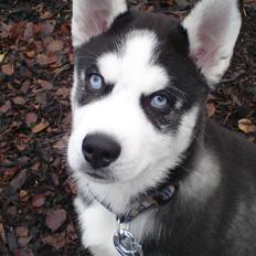 Siberian husky snowhuskyziemabor Lucan