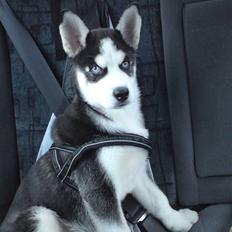 Siberian husky snowhuskyziemabor Lucan
