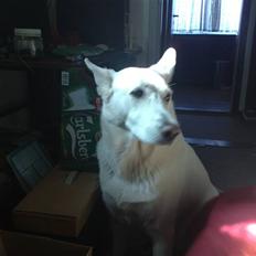 Hvid schæfer Chitie