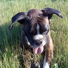 Boxer tayson