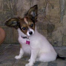 Papillon knirkebo´s Muffi