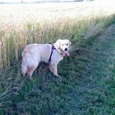 Golden retriever Baliye