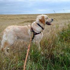 Golden retriever Baliye