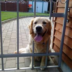 Golden retriever Baliye