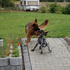 Schæferhund Dauløkkes suchinnie(sus)