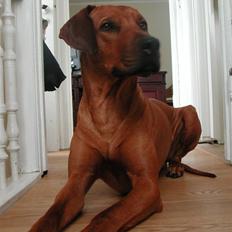 Rhodesian ridgeback Isilwane Inja Bukhali