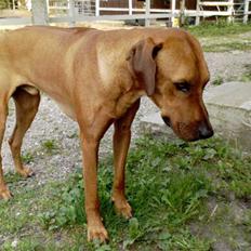 Rhodesian ridgeback Isilwane Inja Bukhali