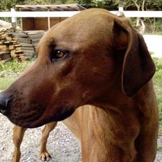 Rhodesian ridgeback Isilwane Inja Bukhali