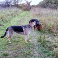 Schæferhund Frida <3 R.I.P. oktober 2012 <3