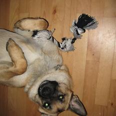 Schæferhund Frida <3 R.I.P. oktober 2012 <3