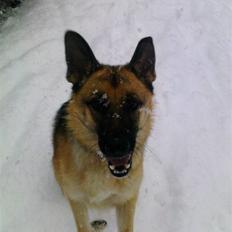 Schæferhund Frida <3 R.I.P. oktober 2012 <3