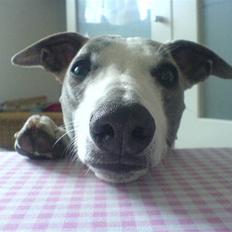 Whippet Newkins Killian "Bobby"