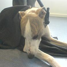 Whippet Newkins Killian "Bobby"