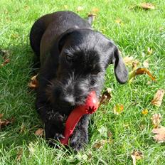 Blanding af racer  ægte gravlab Maja :0)