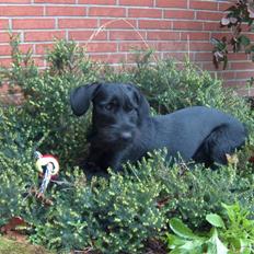 Blanding af racer  ægte gravlab Maja :0)