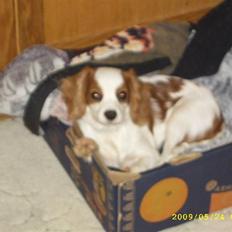 Cavalier king charles spaniel Fifi´s Prins sofus