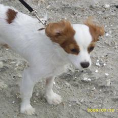 Cavalier king charles spaniel Fifi´s Prins sofus