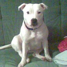 Staffordshire bull terrier ruth