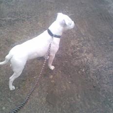 Staffordshire bull terrier ruth