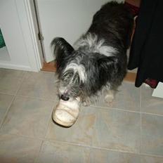 Blanding af racer Chiki 