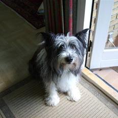 Blanding af racer Chiki 