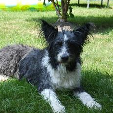 Blanding af racer Chiki 