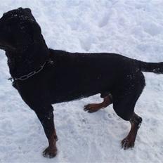 Rottweiler tais mega savnet