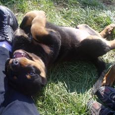 Rottweiler King *Solgt* :(