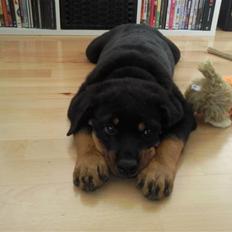 Rottweiler King *Solgt* :(