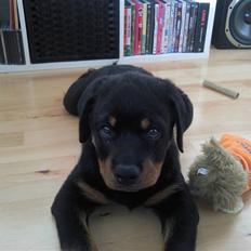 Rottweiler King *Solgt* :(